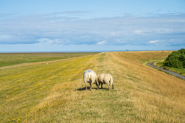 Naklejka na ściany i meble Schafe werden an der Norseeküste zur Deichpflege engesetzt