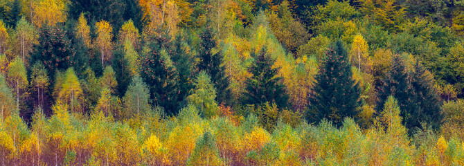 Abstract background of autumn colorful trees. 