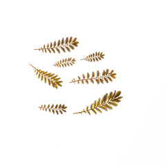 dry leaves on the white