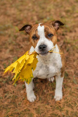 American staffordshire terrier dog holding yellow leaves in its mouth in autumn