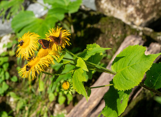 Specific butterflies from the Apuseni mountains area in Romania 
