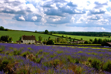 Fototapeta na wymiar Lavender Field Summer Flowers Cotswolds Gloucestershire England
