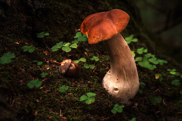 mushroom in the forest