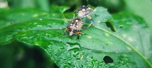 a kind of insects named stinkbug in the wild
