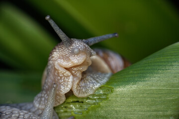 Close-up of a snail's body on an iris leaf