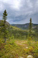 Fototapeta na wymiar The boreal forest surrounding the mountains in Charlevoix, Qc, Canada