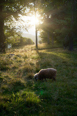 Sheep in the grass. Sun is bursting out between the trees