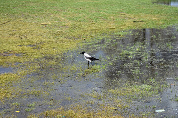 Magpie in the water
