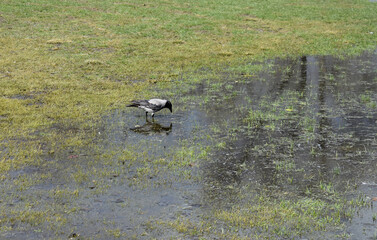 Magpie in the water