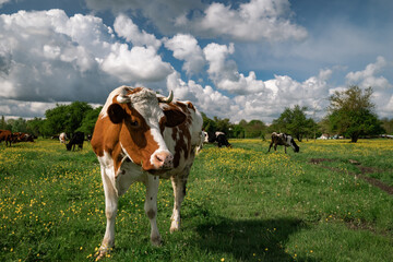 Fototapeta na wymiar a spotted cow in a field in the Krasnodar territory and beautiful clouds