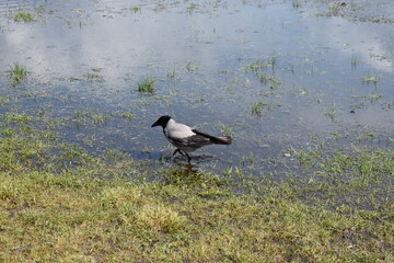 Magpie on the lake