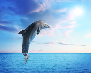 Beautiful bottlenose dolphin jumping out of sea with clear blue water on sunny day © New Africa