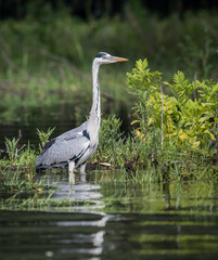 great blue heron