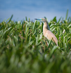blue heron ardea cinerea