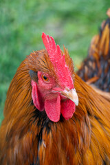 Zwerg-Orpington Huhn auf einer grünen Wiese