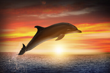 Beautiful bottlenose dolphin jumping out of sea at sunset