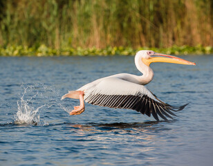 white pelican flying above the water