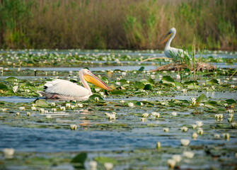 pelicans on the lake