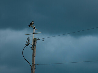 Natural view of a bird perching on a powerline post against a stormy sky