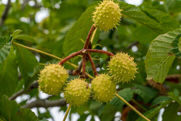 Close-up of fruit of the Spanish Chestnut tree (Castanea sativa).