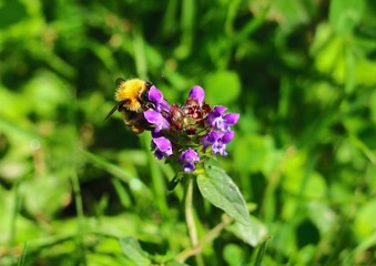 bourdon et plante