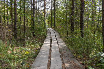 Gray wooden path in the summer forest among pines trees