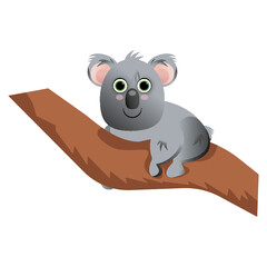 Koala on the tree. On white background .