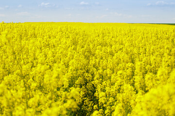 Obraz premium Rzepakowe pola