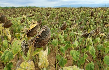 Field of withered sunflowers ready for the harvest at the end of summer.