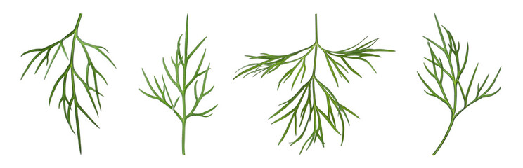 Sprigs of fresh dill on white background, collage. Banner design