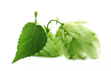 fresh hops and leaf isolated on white background