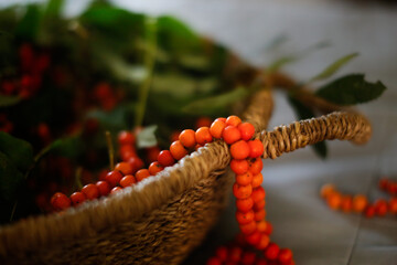 The child makes rowan beads from rowan berries, crafts and handicrafts from natural materials with children. Eco-friendly creativity