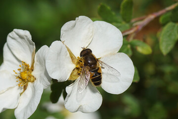 Drone fly, Eristalis horticola, synonym Eristalis lineata on white flowers of shrubby cinquefoil (Potentilla fruticosa 'Abbotswood'), family Rosaceae. Dutch garden. Summer, August.