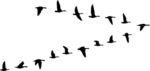 V formation of birds, gooses flock - 454586798