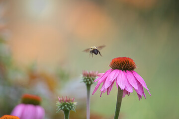 A bumbelbee heads back to the nest after gathering pollen fron a cone flower