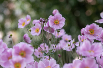 Fototapeta na wymiar Anemone hupehensis praecox pink petal simplicity flowering plant, windflowers flowering plants in the garden