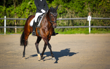 Dressage horse with rider in the dressage square on the diagonal in step..