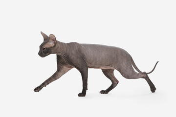 Sphinx cat isolated on white background