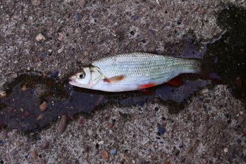 Fish with red fins. Freshwater fish ide on concrete background. Live fish