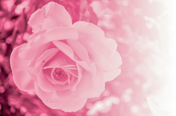 Fototapeta premium Pink soft rose background texture 