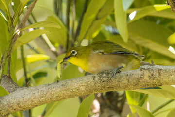 芋虫を捕まえたメジロ