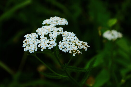 Close-up of little yarrow flowers in the fild