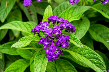 Closeup of a beautiful heliotrope plant with its characteristic flowers. Note the incredible purple...