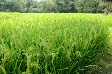 closeup the bunch green ripe paddy plant with grains growing in the farm over out of focus green brown background.