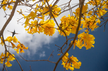 Hummingbird on a Yellow Ipê Tree (Cotton Flower) (Handroanthus serratifolius)