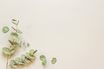 Eucalyptus leaves and branches pattern flat lay - obrazy, fototapety, plakaty