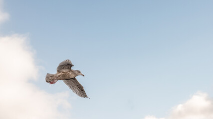 Young seagull in flight.  Blue sky.