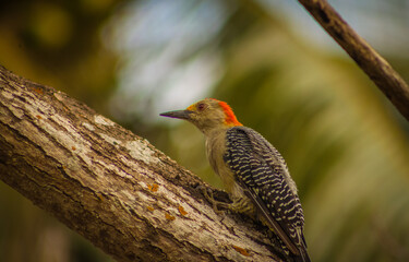 hermoso pajaro carpintero perforando un arbol