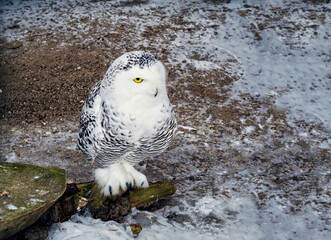 White Owl on a stump in the forest