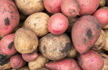 Texture of potatoes. Fresh harvest. Selective focus